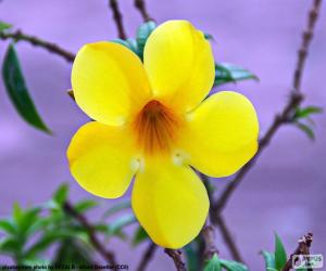 yapboz Beş yaprakları sarı çiçek